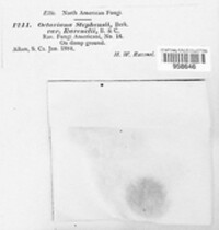 Lactarius stephensii image